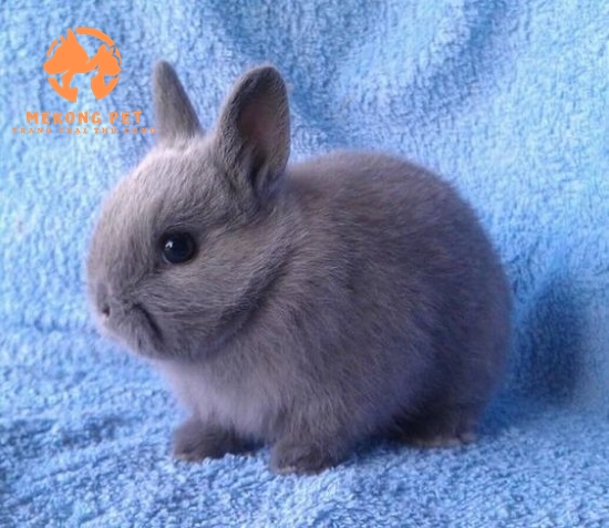 Tìm Hiểu Về Thỏ Lùn Hà Lan Netherland Dwarf